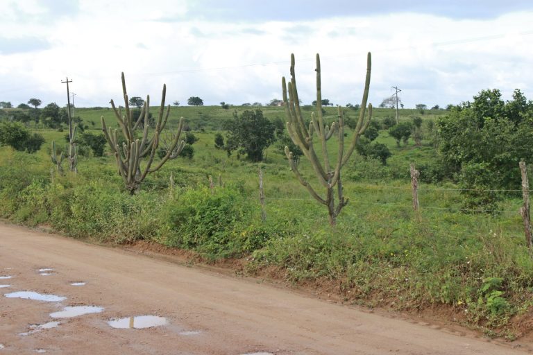 Zona rural de Surubim. | Foto: Lulu/Surubim News
