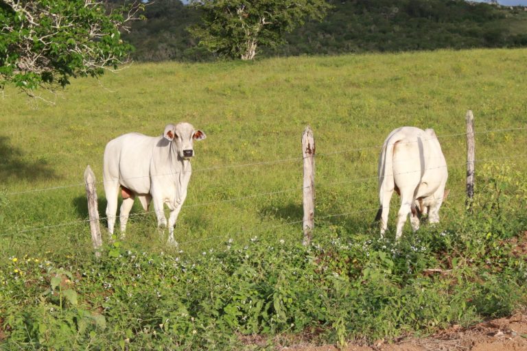 Zona rural de Surubim. | Foto: Lulu/Surubim News